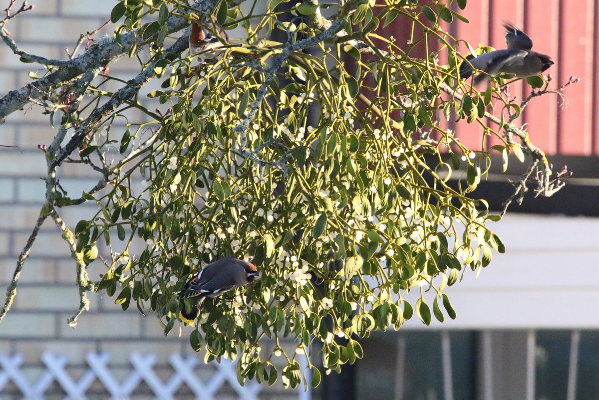 Mild winter in #Västerås. #Waxwing are still in town eating mistletoe berries. #sidensvans