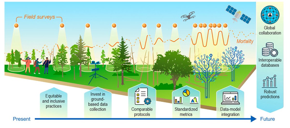 Ricardo Dalagnol (@ricardodalagnol) on Twitter photo 📢🌳🛰️Sharing new paper "Towards a global understanding of tree mortality" from <a href="/Tree_Mortality/">International Tree Mortality Network</a> network. Shout out Cornelius/Adriane/Tom for leading.
(From having fun with trees in the field to psychodelic-black-mirror-digital trees by the end 😅)
Link : doi.org/10.1111/nph.20… 📢🌳🛰️Sharing new paper "Towards a global understanding of tree mortality" from <a href="/Tree_Mortality/">International Tree Mortality Network</a> network. Shout out Cornelius/Adriane/Tom for leading.
(From having fun with trees in the field to psychodelic-black-mirror-digital trees by the end 😅)
Link : doi.org/10.1111/nph.20…