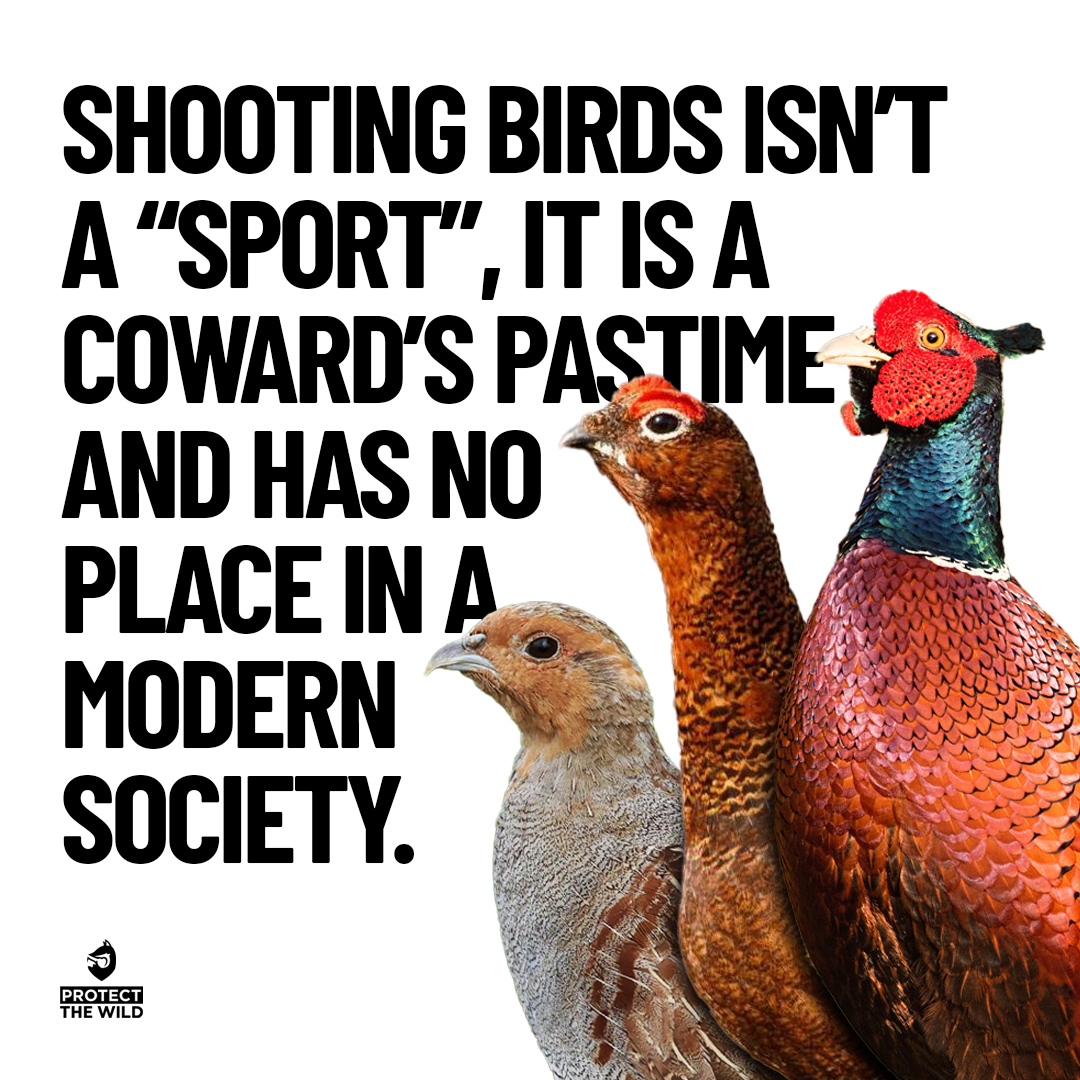 Protect the Wild (@protectthewild_) on Twitter photo 