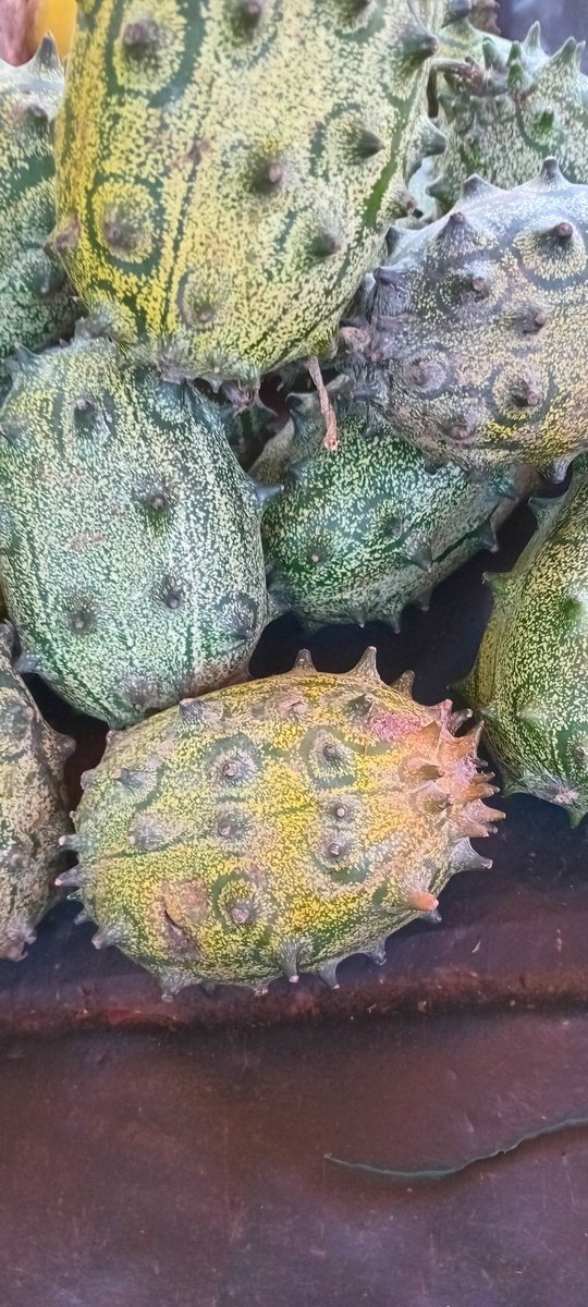 morefairfoundat's tweet photo. Thorn melons are not only delicious but also packed with nutrients. They are a good source of vitamin C, iron, and fiber. They also contain antioxidants that can help protect your cells from damage. Important in lowering blood pressure. 

1Kg@KSH50 https://t.co/tBUOWRPnPW