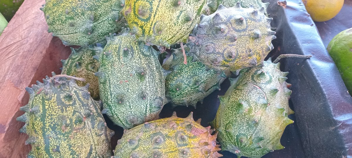 morefairfoundat's tweet photo. Thorn melons are not only delicious but also packed with nutrients. They are a good source of vitamin C, iron, and fiber. They also contain antioxidants that can help protect your cells from damage. Important in lowering blood pressure. 

1Kg@KSH50 https://t.co/tBUOWRPnPW