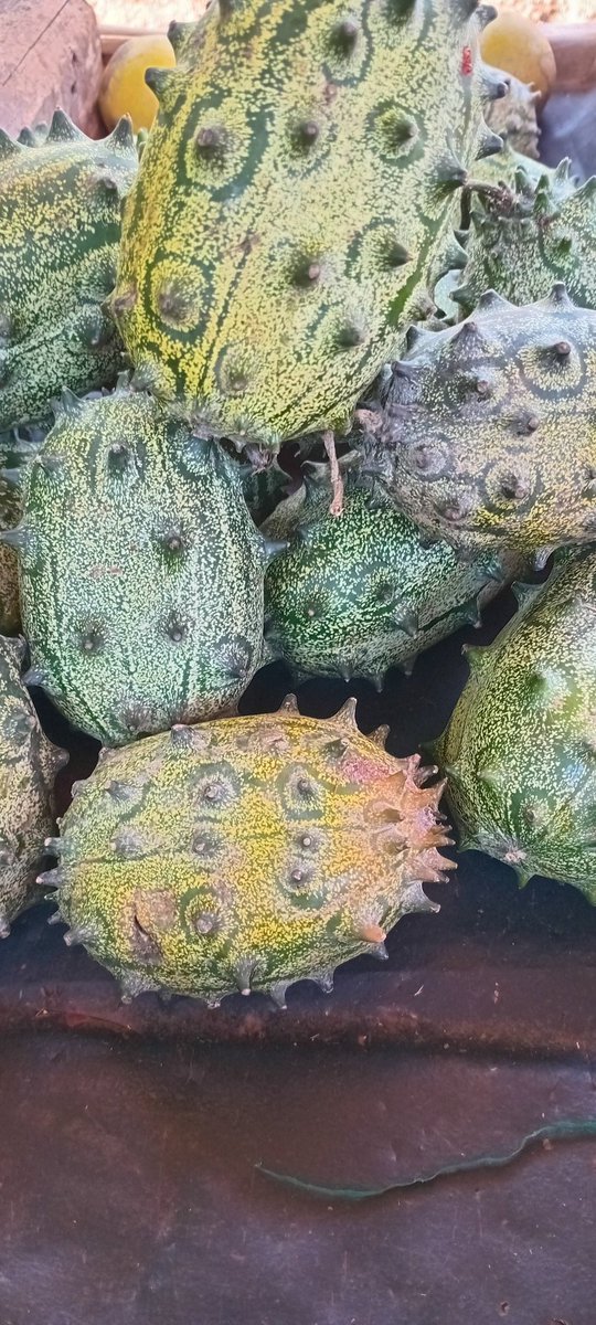 morefairfoundat's tweet photo. Thorn melons are not only delicious but also packed with nutrients. They are a good source of vitamin C, iron, and fiber. They also contain antioxidants that can help protect your cells from damage. Important in lowering blood pressure. 

1Kg@KSH50 https://t.co/tBUOWRPnPW