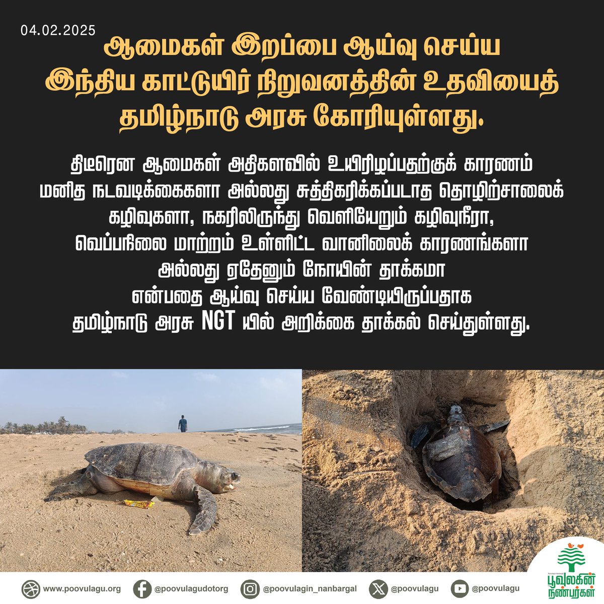 poovulagu's tweet photo. ஆமைகள் இறப்பை ஆய்வு செய்ய இந்திய காட்டுயிர் நிறுவனத்தின் உதவியைத் தமிழ்நாடு அரசு கோரியுள்ளது!
#turtledeath #akkarai #ecr #ngt #turtles https://t.co/CQo2mWEIE9