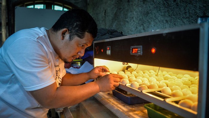 detikfinance's tweet photo. #Foto Ayam cemani Indonesia menembus pasar Perancis, Turki dan Uni Emirat Arab. Ayam berwarna hitam legam itu dijual seharga Rp 400 ribu hingga Rp 20 juta per ekor.
>> https://t.co/UVGwFd3Zs0
Foto: ANTARA FOTO/Putra M. Akbar
#detikfinance #AyamCemani #PasarInternasional #Legam https://t.co/GJiTLoAwrP