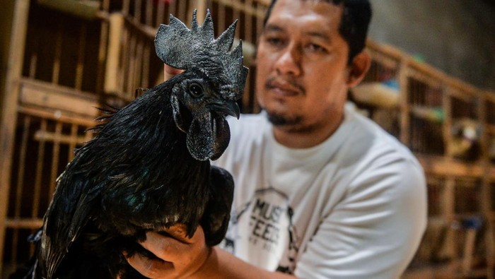 detikfinance's tweet photo. #Foto Ayam cemani Indonesia menembus pasar Perancis, Turki dan Uni Emirat Arab. Ayam berwarna hitam legam itu dijual seharga Rp 400 ribu hingga Rp 20 juta per ekor.
>> https://t.co/UVGwFd3Zs0
Foto: ANTARA FOTO/Putra M. Akbar
#detikfinance #AyamCemani #PasarInternasional #Legam https://t.co/GJiTLoAwrP