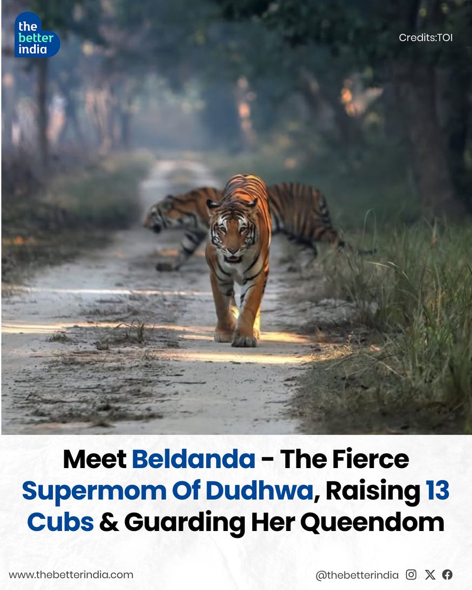 thebetterindia's tweet photo. Beldanda's journey began in 2019 when she captured global attention by giving birth to five cubs in Kishanpur Wildlife Sanctuary—a rare sight that soon turned into a heartbreaking saga as, one by one, they vanished. But Beldanda didn’t give up.
#Beldanda #DudhwaWildlifeSanctuary #Tiger