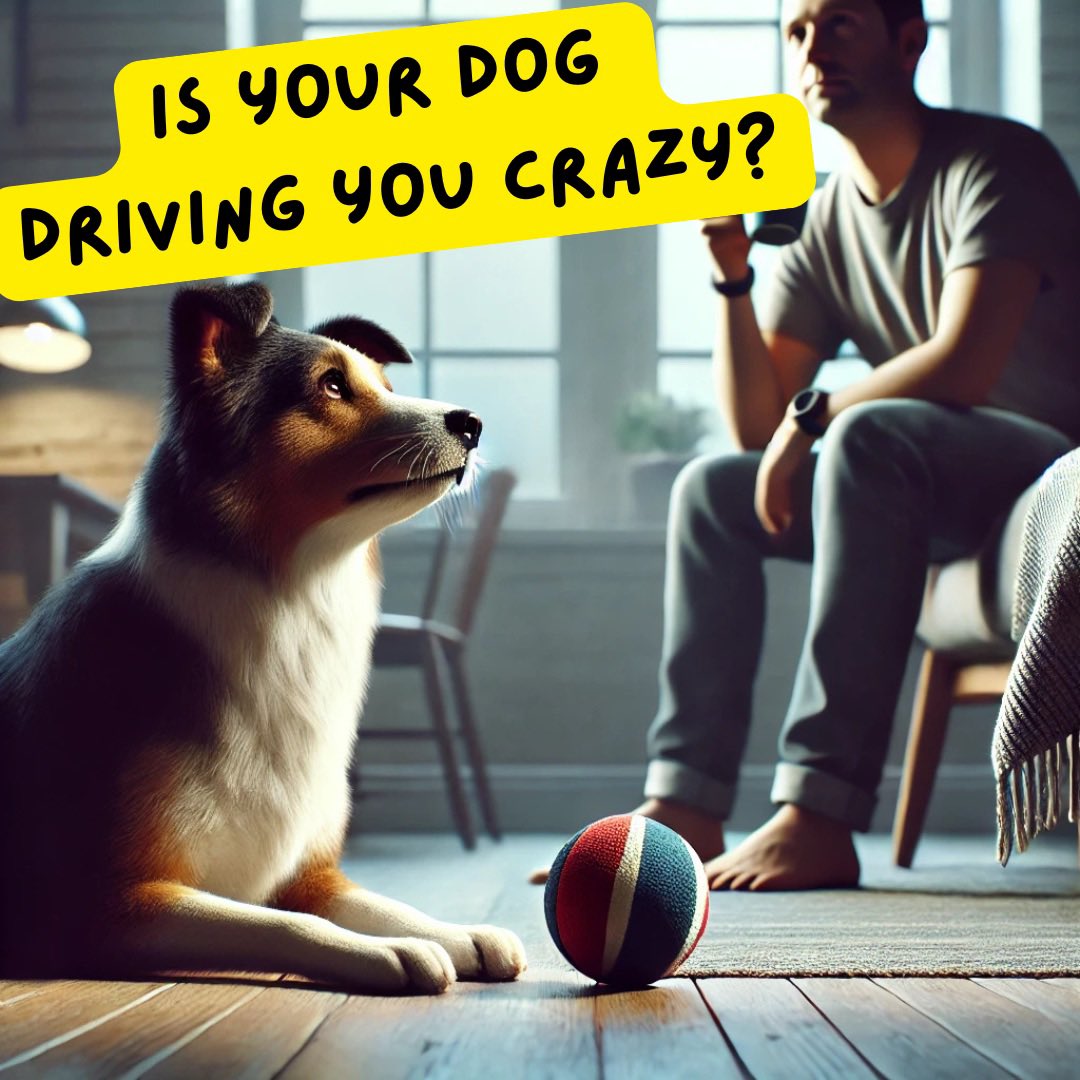 PTA_DOG's tweet image. 🐶 Tired of your dog whining non-stop? You’re not alone!

In the latest Paws and Pawsitivity episode, we look into why dogs whine and how to help them settle—without losing your mind! 🎧

Listen now: youtu.be/Qebgg6Mnx8o?si…

#DogTraining #Whining #ForceFreeTraining  #DogBehaviour