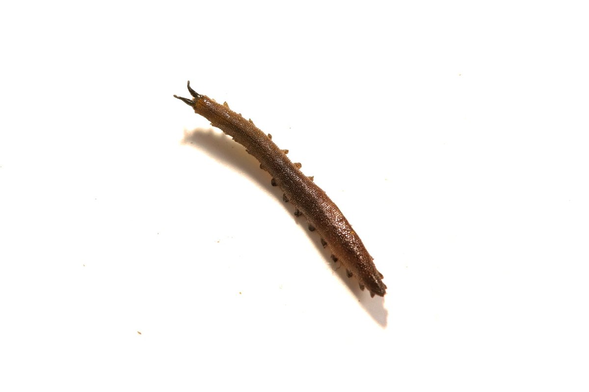 Huangweile0804's tweet photo. Peripatopsidae（？）
硅橡胶法塑化标本
南栉蚕科下某种，产地澳洲昆士兰。
天鹅绒虫标本极其难做，性质很像海参。不做特殊处理，干制就会缩水，即使后面再泡发也难以回到原来的样子了。图四是用于对比的罗维栉蚕，也是本人制作的第一条天鹅绒虫。相较于那时，在技术上有了长足长进。 https://t.co/GbpOSi2xkt