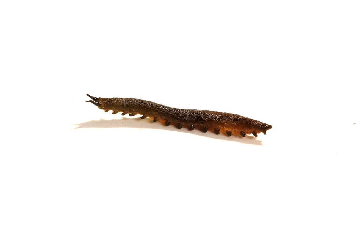 Huangweile0804's tweet photo. Peripatopsidae（？）
硅橡胶法塑化标本
南栉蚕科下某种，产地澳洲昆士兰。
天鹅绒虫标本极其难做，性质很像海参。不做特殊处理，干制就会缩水，即使后面再泡发也难以回到原来的样子了。图四是用于对比的罗维栉蚕，也是本人制作的第一条天鹅绒虫。相较于那时，在技术上有了长足长进。 https://t.co/GbpOSi2xkt
