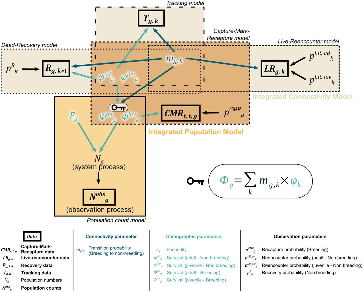 AviEcoMig's tweet image. Gregory et al. (2025) An integrative framework to combine migratory connectivity and demographic data @MethodsEcolEvol doi.org/10.1111/2041-2… | @C_Francesiaz @HelmutKruckenb @abesnardEPHE @OFBiodiversite @FTZ_MarAnimEcol @ird_fr | #ornithology #birdmigration #HABITRACK