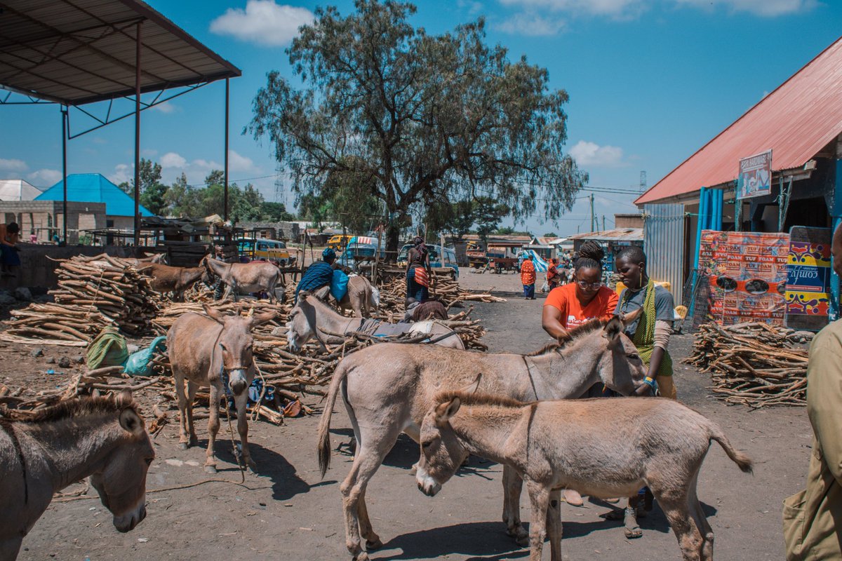 aspa_tz's tweet photo. With the support of the @network_for_animals we managed to provide essential treatments, which includes deworming and wound care, to enhance the health of these hardworking donkeys.
Lengijave 97, Mirongoine 321, and Oldonyosambu 76.
#DonkeyWelfare #caringfordonkeys #aspatz https://t.co/ig9vuDlf3y