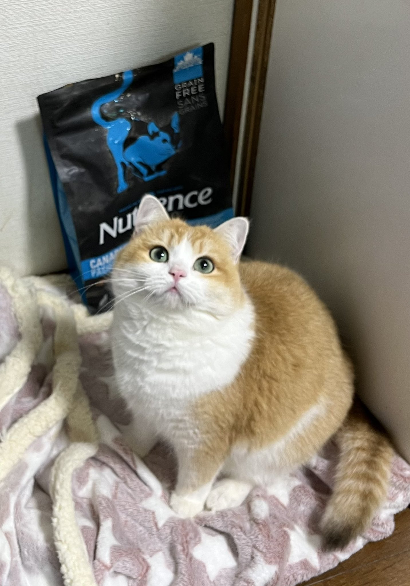 🐱ブリティッシュショートヘア🐾ラグドール🐱もふもふ