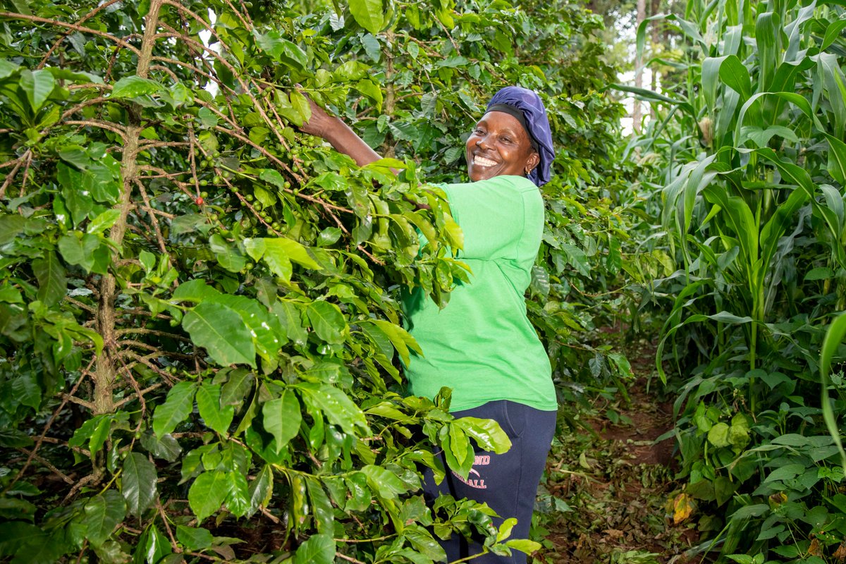 Bio-slurry significantly enhances the health and vitality of the soil. Its application facilitates stronger growth in a wide range of crops, such as coffee. By enriching the soil with essential nutrients, bio-slurry promotes the development of plants that not only flourish but