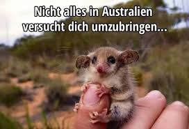 Möchte heute morgen mal eine Lanze für die Australier brechen. #hartaberfair