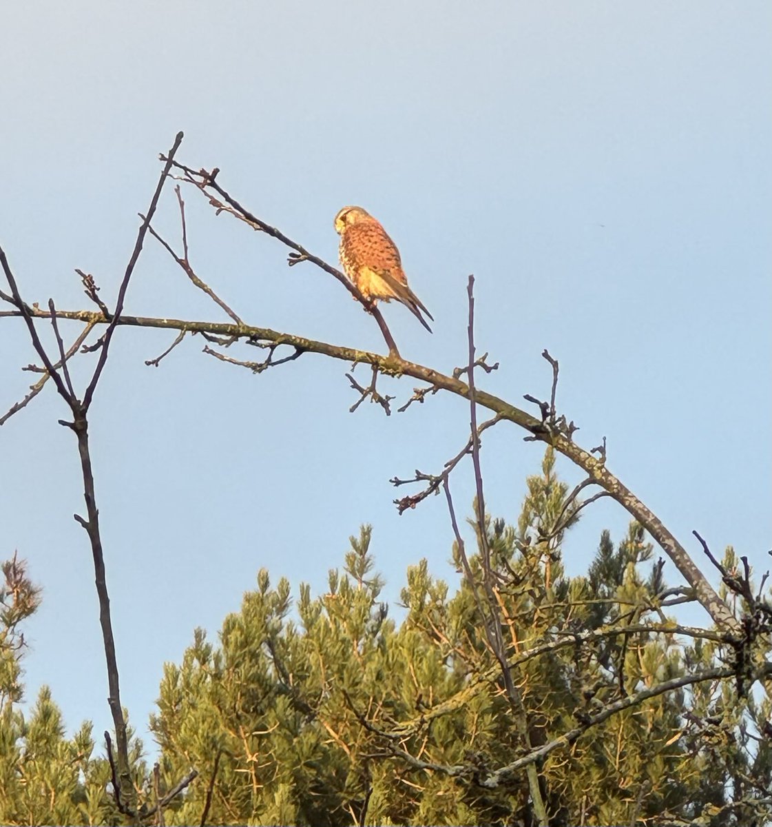Kestrel sunning himself on top of the apple tree this morning ☺️ ☀️.