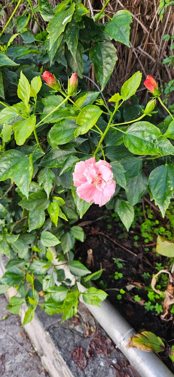 🖤hello my dear friends🖤
🙏#PeaceForTheWorld 🙏