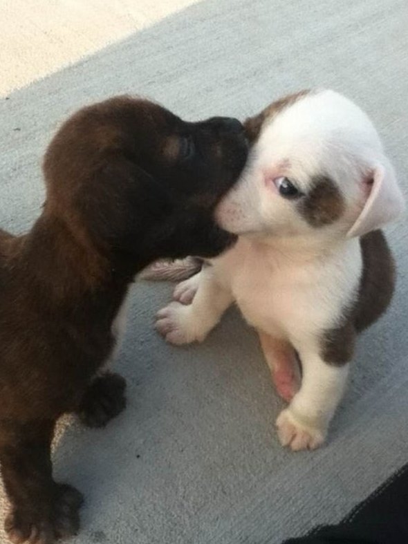 ¡ 𝘛𝘌 𝘊𝘖𝘔𝘖 𝘓𝘈 𝘊𝘈𝘙𝘈 !💞