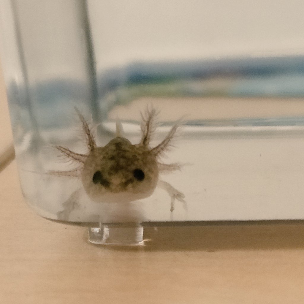 akatoet's tweet photo. ウーパールーパー体長3cm https://t.co/UIdeb6gej0