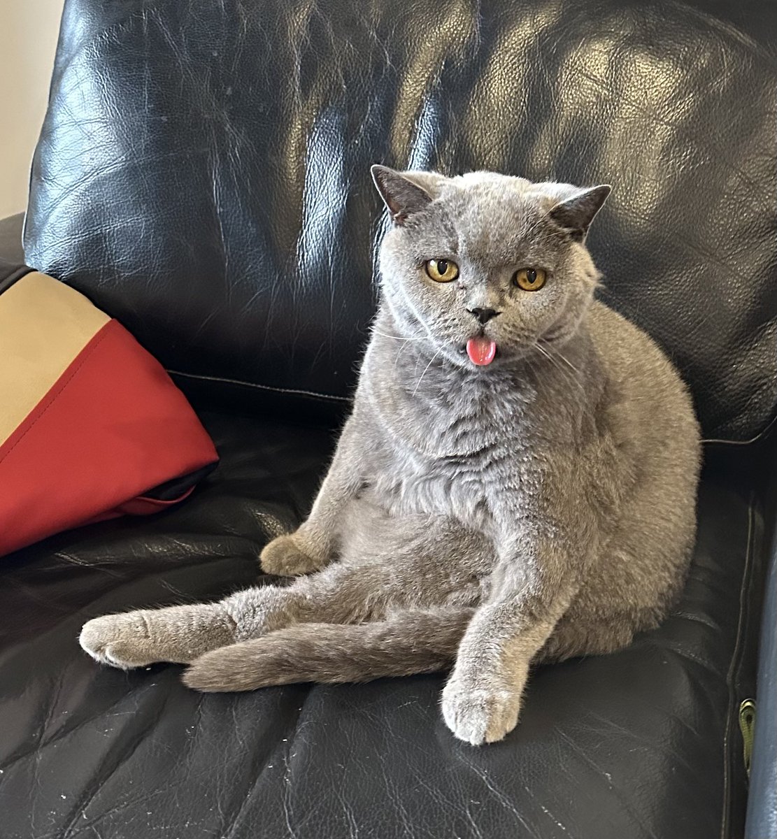Eliot has nailed #TongueOutTuesday this week 😹😹🙀🙀 and this was AFTER the cold change

#CatsOfTwitter #CatsOfX #AussieCatsOfTwitter #BritishBlue #BritishShorthair #ECC <a href="/briebritishcat/">Renfield & Angel Brie 🌈🌹💜🛋🧸</a> <a href="/Miezebiene/">☮️🇺🇦 Phoebe, Juno and their human Sabine</a> <a href="/candystripe/">Kate Evans</a> <a href="/wombatwalking/">Writing Wombat</a> <a href="/AlanSla90124663/">Olly the Cat, Monarch of The Moglets. RIP Maximus.</a> <a href="/AmbassacatBXL/">Titi</a> <a href="/TotoroTitiSocks/">TitiSocks & 🌈Totoro🕊🌈 #RIPMAXIMUS 🇺🇦</a>
