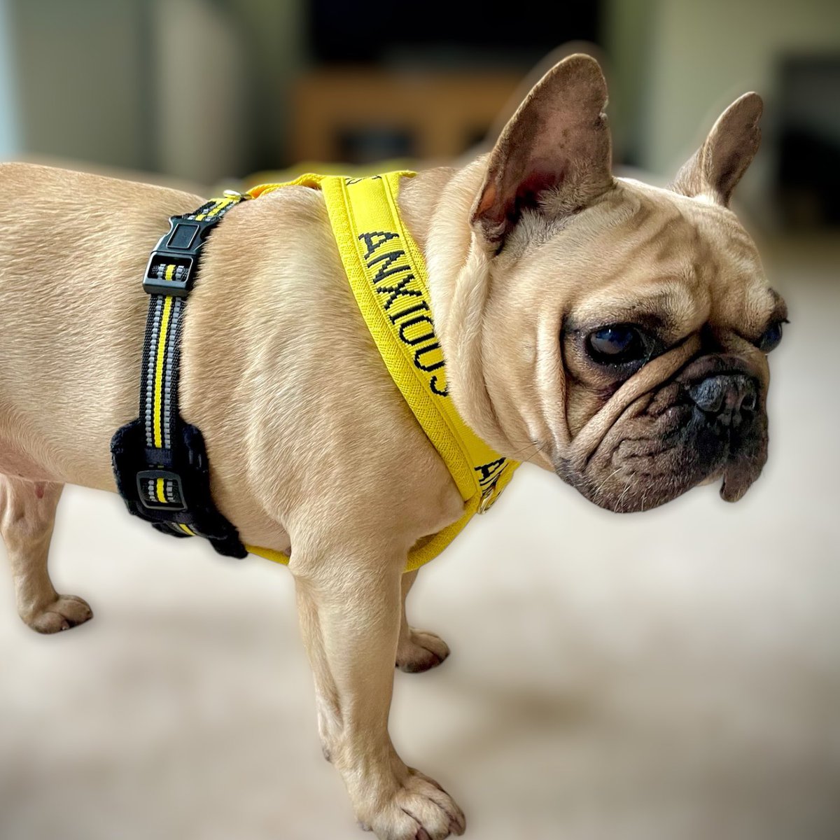 Myanxiousdog's tweet photo. This gorgeous #frenchbulldog is looking gorgeous in her new harness! #dogsinyellow #anxiousdog #doglovers https://t.co/F6iE1ZhSe5