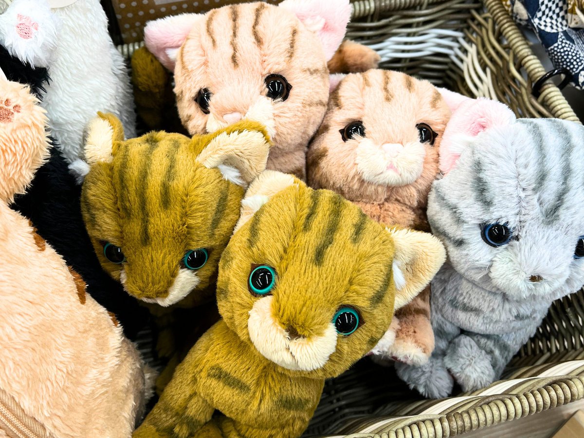 肴町本店】 ＼2月22日は #猫の日 ／ 🐶ワンニャンカーニバル開催中