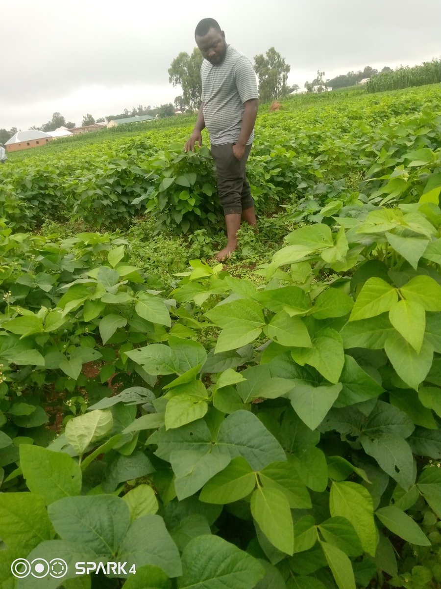 GeorgeLambert_1's tweet photo. I think Soybeans farm is probably the easiest to cultivate.
Zero fertilizer.
You plant during the rainy season and harvest during the dry season.

All you need is a farmland 
Capable hands to till the Land
Planting 
Weeding 
In rare circumstances will you need chemicals. https://t.co/E9ZR5cUhKp