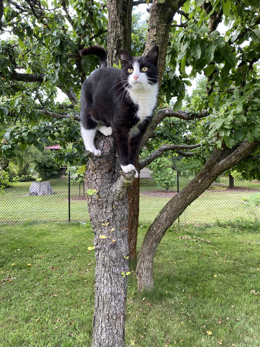 Wielkie KOTY ciągle aktywne