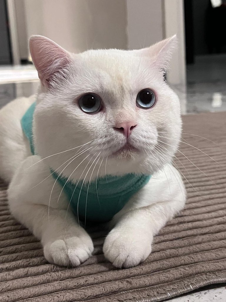 AysemOzleyis's tweet photo. Sütlaç…
Böyle tatlıcık bir oğluş yok 🐾
Sahipleri bakamıyor ve sahiplendirme istiyor..
Kısır değil,1,5 yaşında ..
Sokağa düşme tehlikesi de mevcut.

0 546 530 91 35
İstanbul https://t.co/kP6YlUc3FW