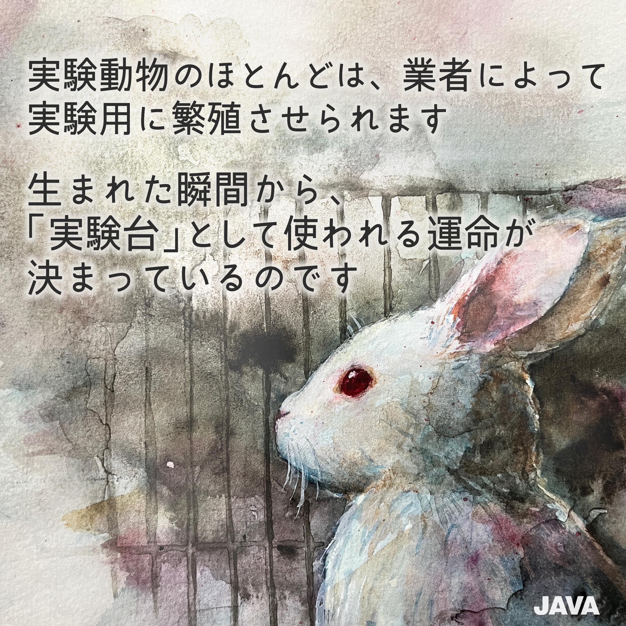 動物実験の廃止を求める会 JAVA (@JAVA_ANIMAL) / X