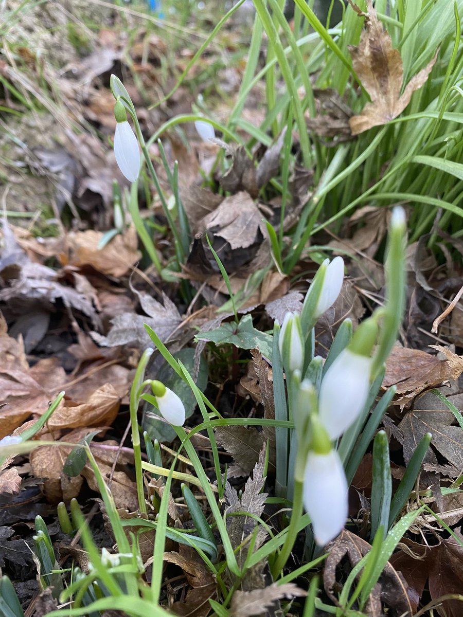 This Sunday, Surrey hills Artisan Market  9th Feb at Denbies Surrey Artisan market 10-4 … see pictures of snowdrops inside upstairs!  #Dorking #snowdrops #painyinhgs