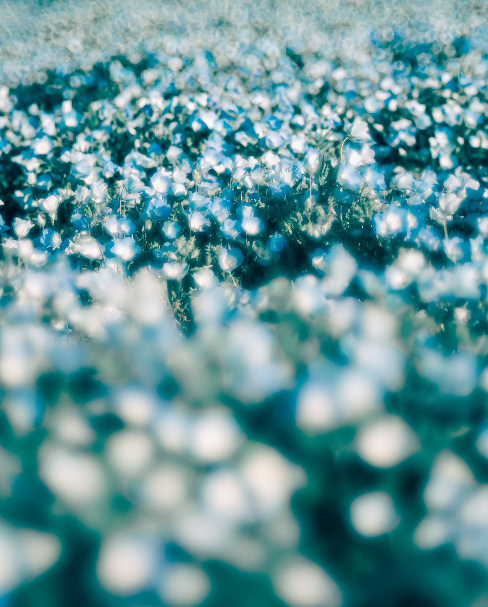 noco3n_com's tweet photo. 春になったら花の海に溺れて。 https://t.co/cwdsBRcWxz