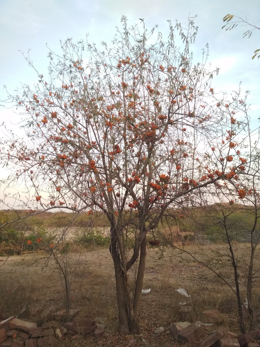 deorachandra's tweet photo. Probably the first jungle tree that welcomes basant season with its "kasumal" colour flowers.
Also its blooming is indication of change in weather.
#Rohida #Rajasthan #IndiAves
@sumitdookia @nehaa_sinha @TreesDelhi @IndiAves https://t.co/bvhBGmNwiq