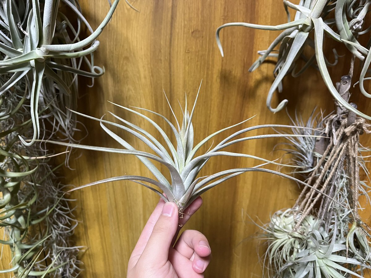 73KRayZu's tweet photo. オザキ産の謎の銀葉チラ、ファウスタ 🥈✨🍍 ここ最近、成長点が極僅かに紫に染まり、花芽らしき動きが‼️ 花が咲けば亜属が特定できるので、どうやらその時が近いようです 🌅 2025/2/4
#ファウスタ #チランジア #エアプランツ #銀葉種 #fausta #tillandsia #airplants https://t.co/roDJrb80vw