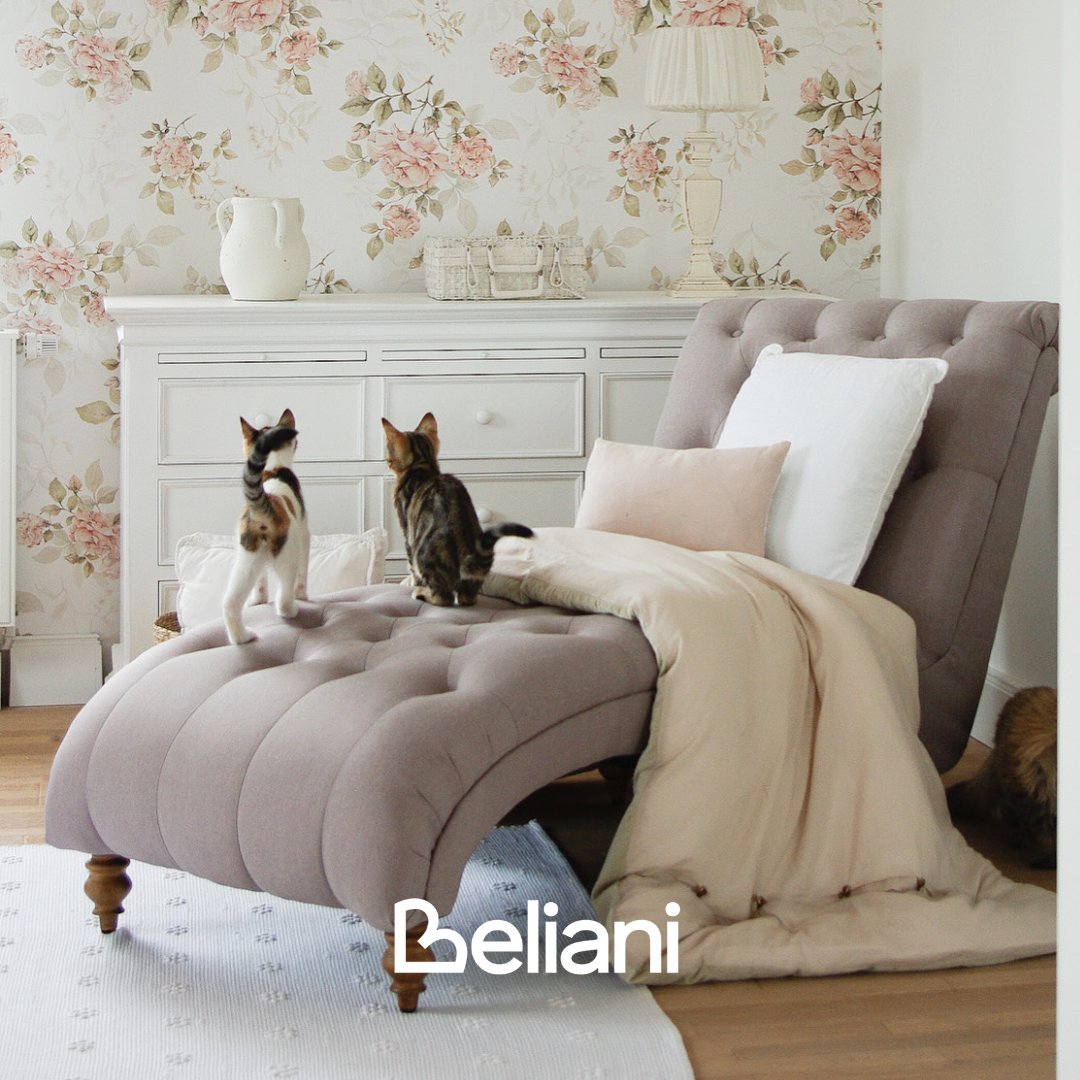 Maybe consider a chaise lounge for your next home addition? Elegant, comfy, and cat-approved 😽 

#CatsOfTwitter