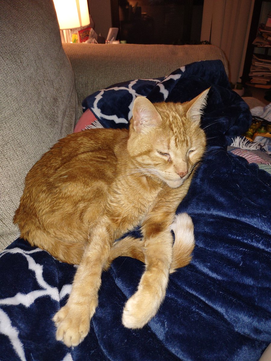 DelcatDelcat's tweet photo. @UzumakiAnime1 Uzumaki fan since 2003, felt amazing seeing it come to life! Unfortunately, my cat is now infected. What should I do with him? https://t.co/IUDYYN6f0Q