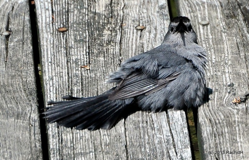 rachidH's tweet photo. #GreyCatbird #Catbird #Cat #Dumetella #Dcarolinensis #Moqueur #Chat #MoqeurChat #Sparta #NJ #NewJersey #Ornithology
Rachid H shared a photo with you from the Flickr app! Check it out:
https://t.co/6441SFCASV https://t.co/yO1GoX5IaS