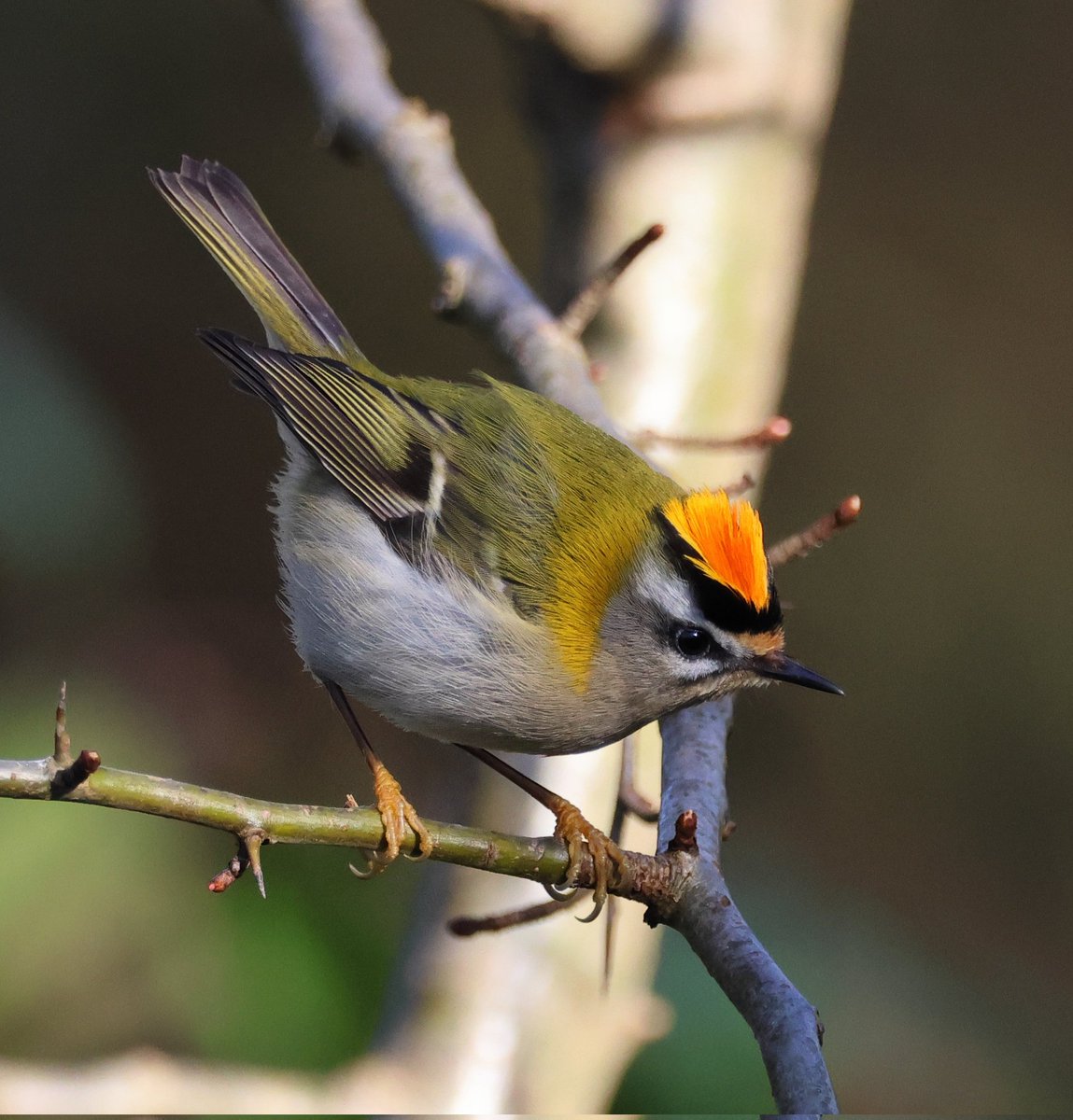 SimonJSlade's tweet photo. Had a walk along the Wandle Trail,  south London. Amazed to see so many firecrests. Singing and displaying in the sunshine right by the path. Absolutely stunning little birds. https://t.co/wqytzM08L9
