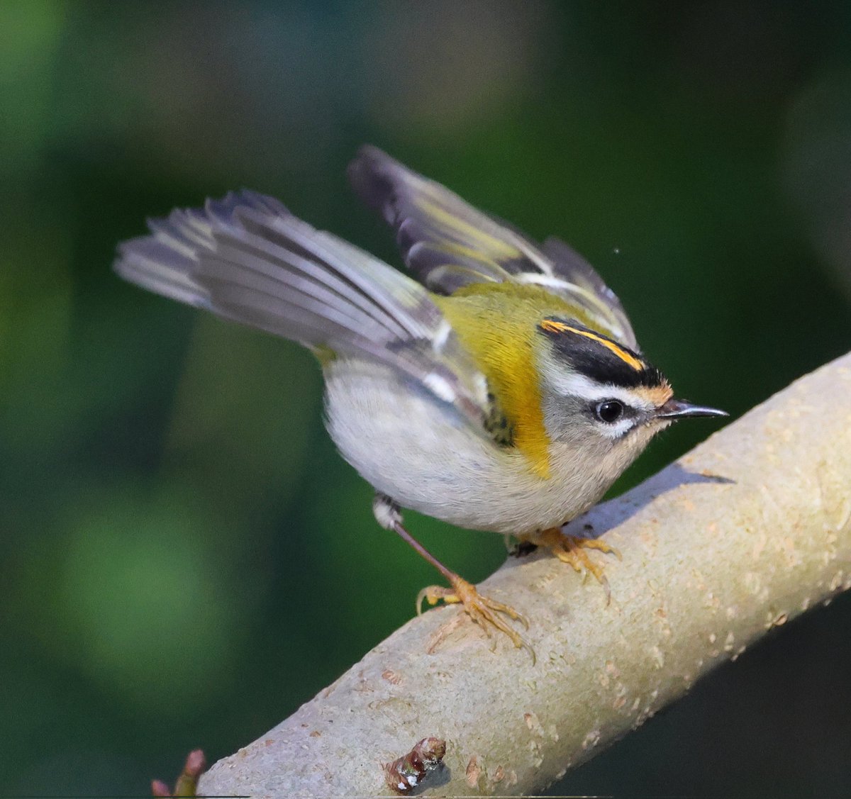 SimonJSlade's tweet photo. Had a walk along the Wandle Trail,  south London. Amazed to see so many firecrests. Singing and displaying in the sunshine right by the path. Absolutely stunning little birds. https://t.co/wqytzM08L9