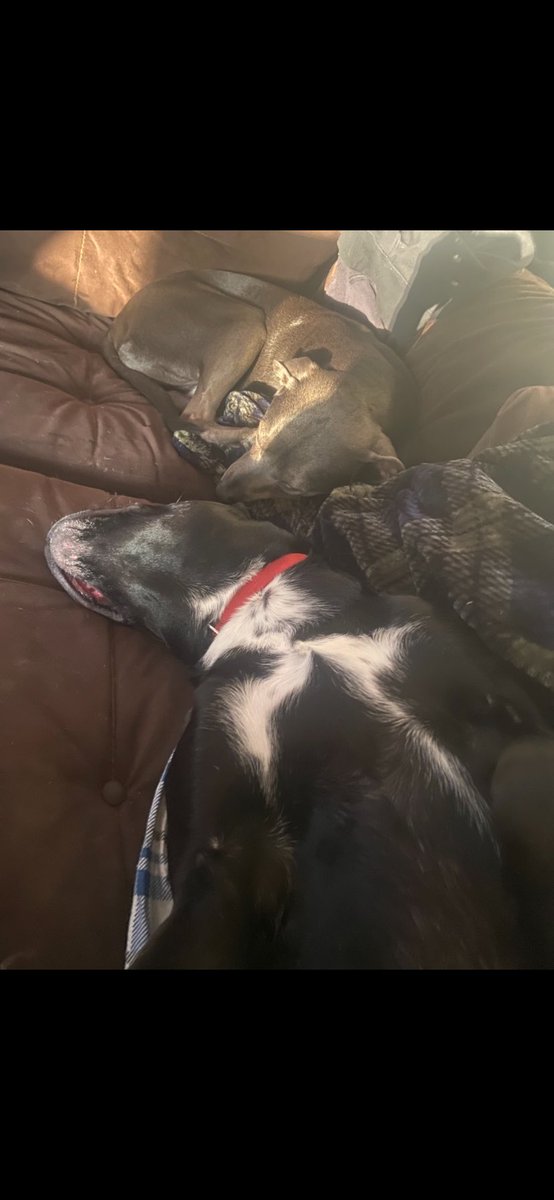 neanrec's tweet photo. Morning team! Your mascots are sleepy this am. EVERYONE have a good day! We ❤️ u all! #nbcmascots #dabella #dagia @NBCPhiladelphia @BillHenleyUSA @SheilaWatko @ErinColemanTV @KeithJones @MattDeLucia @BrennaWeickTV @LBustamanteNews @marvingomeztv @KatyZachry @BSheehanTV https://t.co/WlrjifvvGF