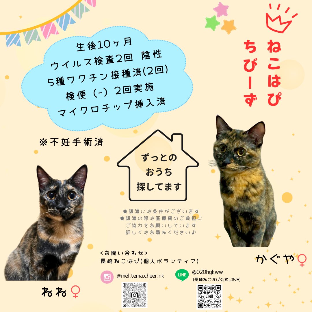 長崎ねこはぴ(保護猫個人ボランティア)/2級愛玩動物飼養管理士 