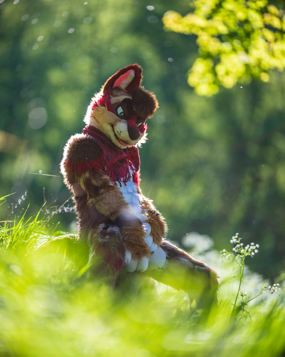 HechTheDog's tweet photo. sweet summer c̶h̶i̶l̶d̶ gremlin

📷: @CaptainChaotika https://t.co/gxeeaBlF3R