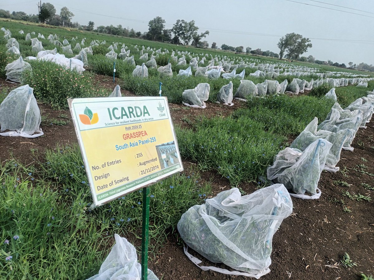 surendrabarpete's tweet image. #Grasspea #diversity under @CropTrust #BOLD #project at @ICARDA #FLRP #Amlaha #India