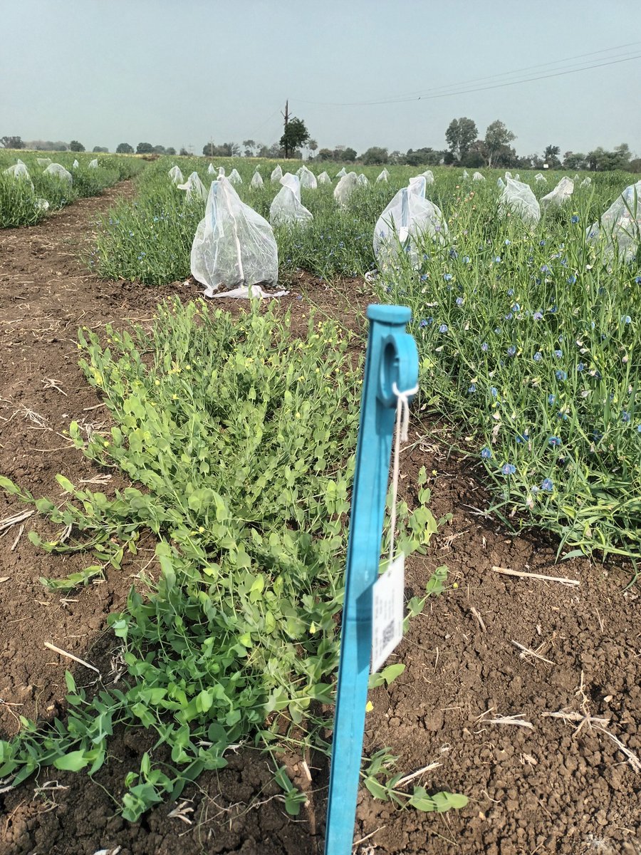 surendrabarpete's tweet image. #Grasspea #diversity under @CropTrust #BOLD #project at @ICARDA #FLRP #Amlaha #India