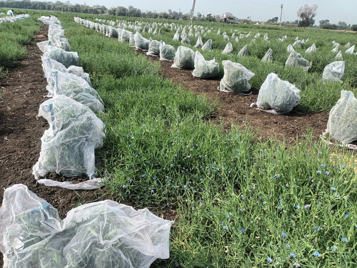 #Grasspea #diversity under <a href="/CropTrust/">The Crop Trust</a> #BOLD #project at <a href="/ICARDA/">ICARDA</a> #FLRP #Amlaha #India