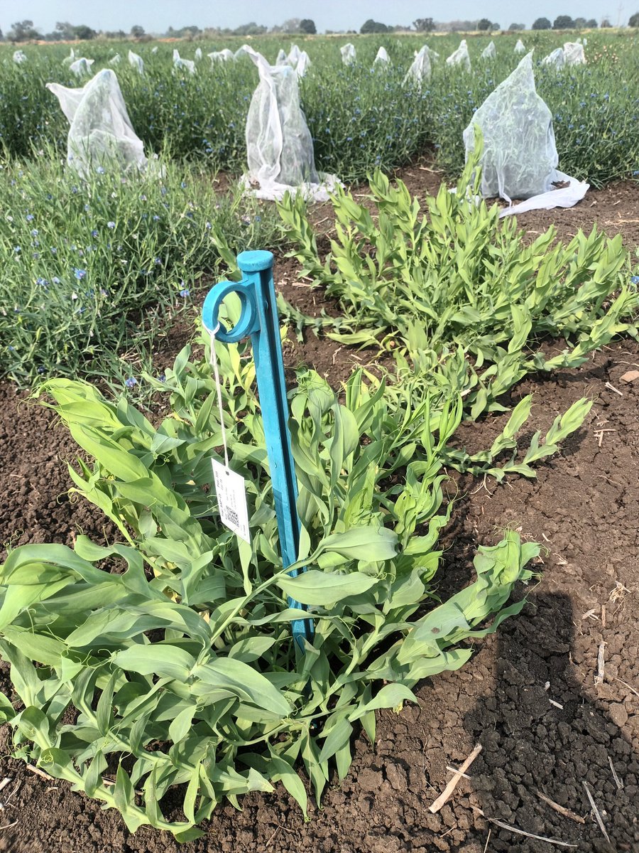 surendrabarpete's tweet image. #Grasspea #diversity under @CropTrust #BOLD #project at @ICARDA #FLRP #Amlaha #India