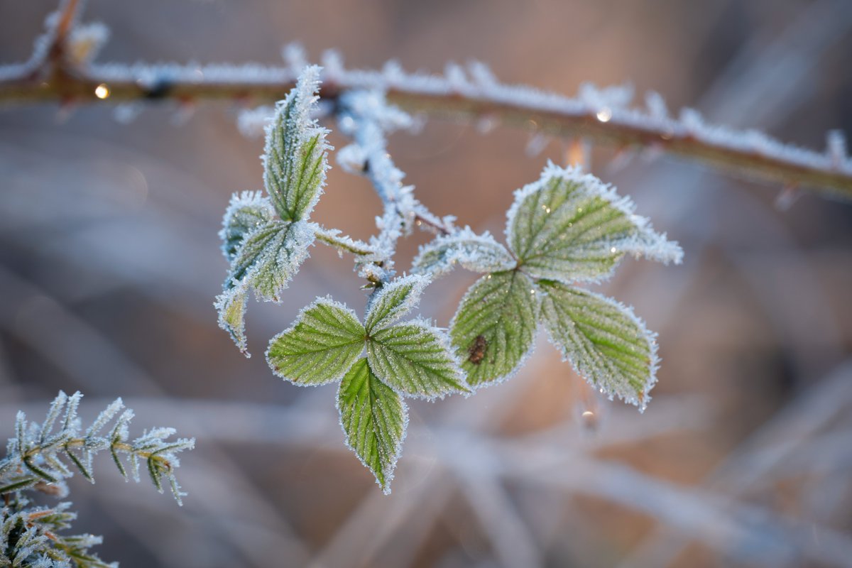 #Winter op het Buurserzand #Twente