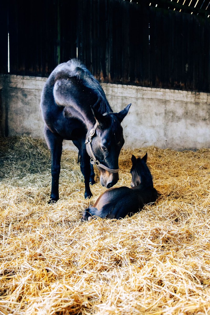 BartonStud1's tweet photo. A week in the life at Barton Stud! 👌🏻🐎 #BartonStud #Horses #HorseRacing #Foals #Sales https://t.co/ytRNqKO9pr