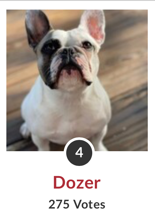 Forsyth Humane Society tweet media