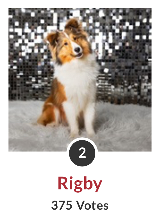 Forsyth Humane Society tweet media