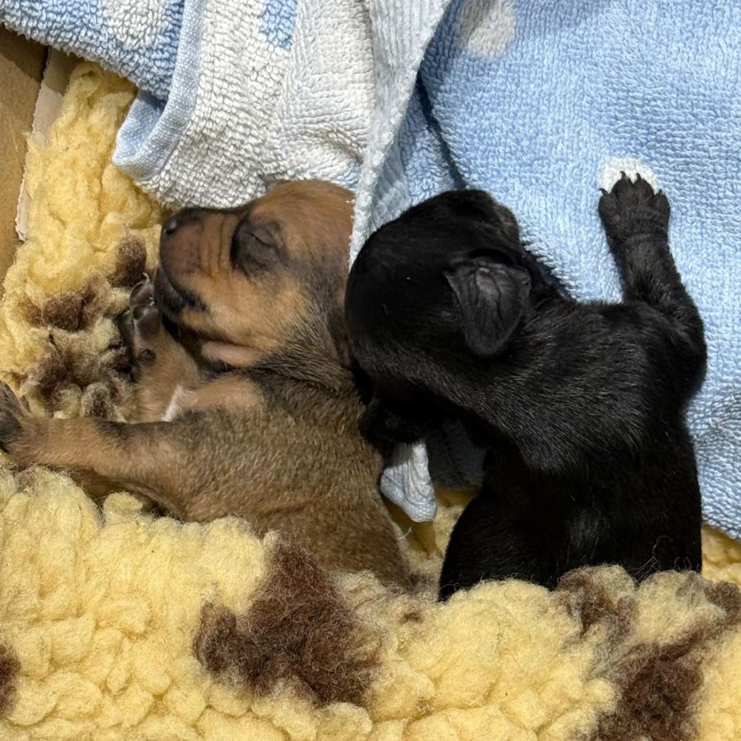 📣  We've launched an appeal for information after a litter of eight puppies, barely two weeks old, were callously dumped on the Mill Hill Industrial Estate in Enderby. Could you help us find the culprits? More in comments: